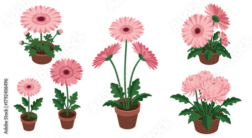 Charming pink daizy and chrysanthemums in brown pots flat plant collection
