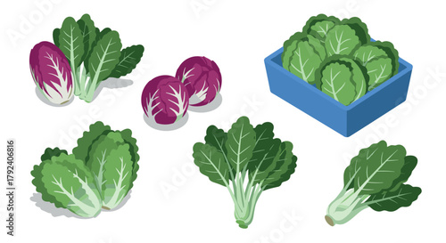 Various cabbage types in isometric style featuring vibrant green and purple leaves