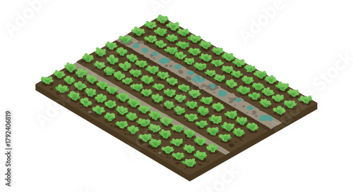 Vibrant isometric vegetable garden with neat rows of lush green lettuce plants