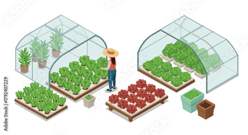 Greenhouse gardening with fresh vegetables and plants in isometric design