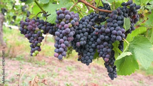 Wallpaper Mural Blue grapevine, Pinot Noir grapes growing on vine, vineyard in Trier, Moselle Valley, Germany, agriculture at Mosel river, rhineland palatine Torontodigital.ca