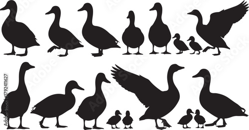 Diverse Silhouettes of Ducks and Ducklings in Various Poses