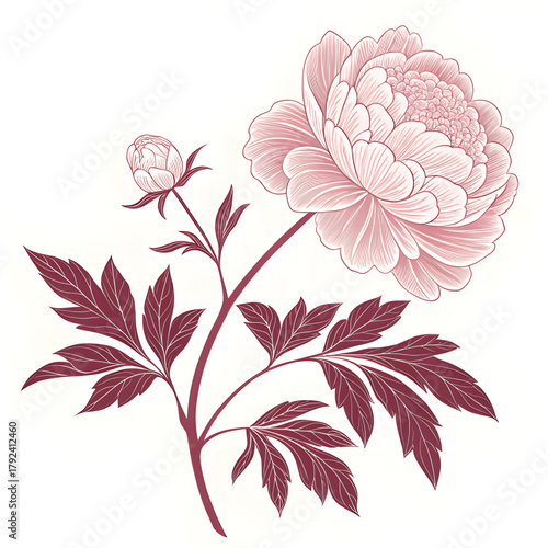 Elegant Peony Bloom: A Vintage Botanical Line Art Illustration
Intricate Crimson and Pink Peony Flower Sketch