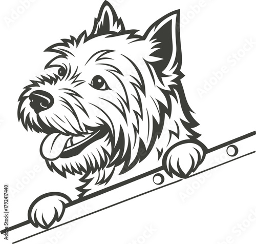 Happy west highland white terrier dog peeking over a railing