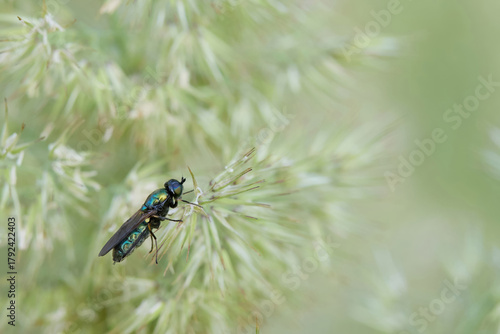 Broad centurion fly chloromia formosa on summer grass