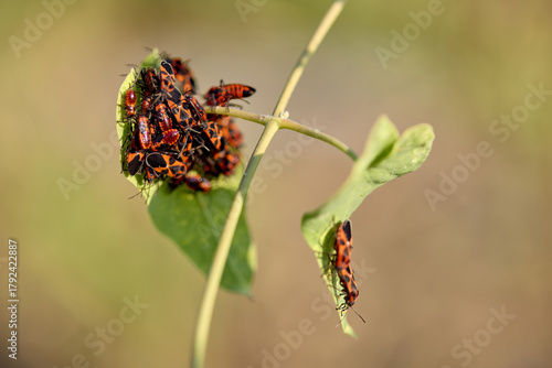 Common blush insect beetle preparing for winter hibernation
