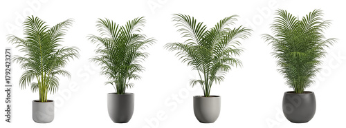 set of Indoor potted palm cluster in modern gray planters