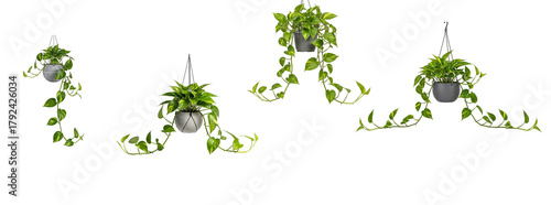 Canvas Print Trailing pothos ivy hanging planters with cascading vines