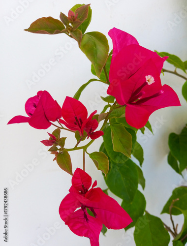 red bougainvillea white background,  paper flowers 