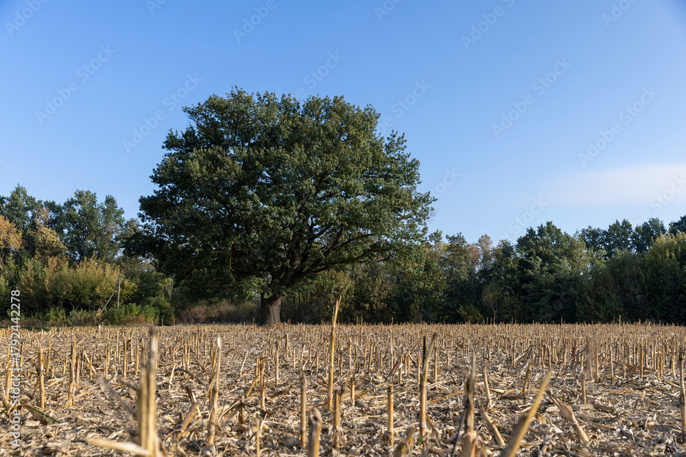 Obraz premium tall oak with green foliage in a field after the corn harvest, one old oak against the blue sky in a field with stubble from corn in the autumn season