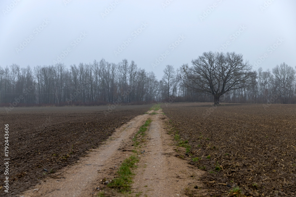 Naklejka premium a narrow track for cars to drive through a plowed field in the autumn season, late autumn with cloudy weather and a gray sky , an old oak tree grows in the field