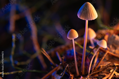A toadstool mushroom on a thin stem, nestled in the moss of an autumn forest. The mystical illumination of the swamp, the cool background, and the warm glow of the mushrooms.