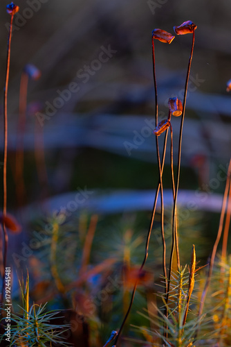 Moss flowers on thin stems in an autumn forest. The mystical illumination of the swamp, the cool background, and the warm glow of the flowers.