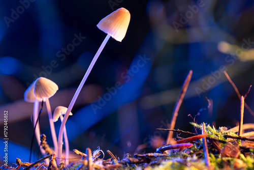 A toadstool mushroom on a thin stem, nestled in the moss of an autumn forest. The mystical illumination of the swamp, the cool background, and the warm glow of the mushrooms.