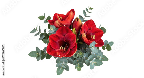 Isolated arrangement of amaryllis flowers and eucalyptus foliage against no background