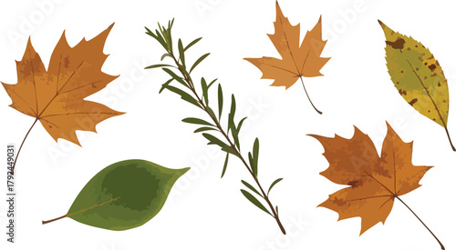 Autumn Leaves And Herb Sprig On White Background In Soft Light