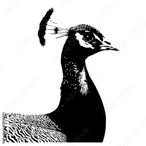 Close up of a peacock's head and neck in profile, a majestic bird known for its stunning plumage and elegant appearance