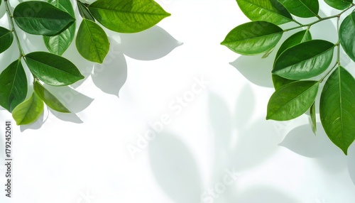 green leaf frame background