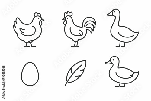 Farm animal line icons: chicken, rooster, goose, duck, egg, feather
