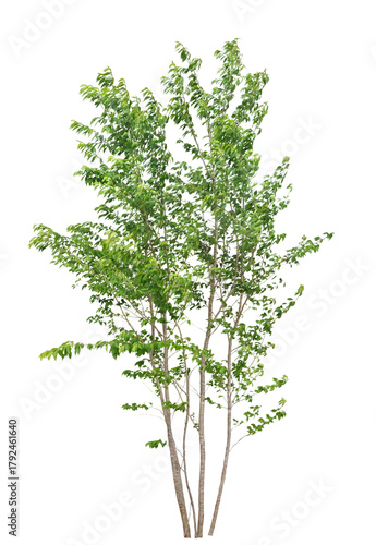 ヤマザクラ　5月撮影　樹高4m