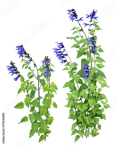 サルビア・グアラニティカ　5月撮影