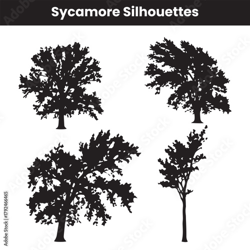 Sycamore Silhouettes