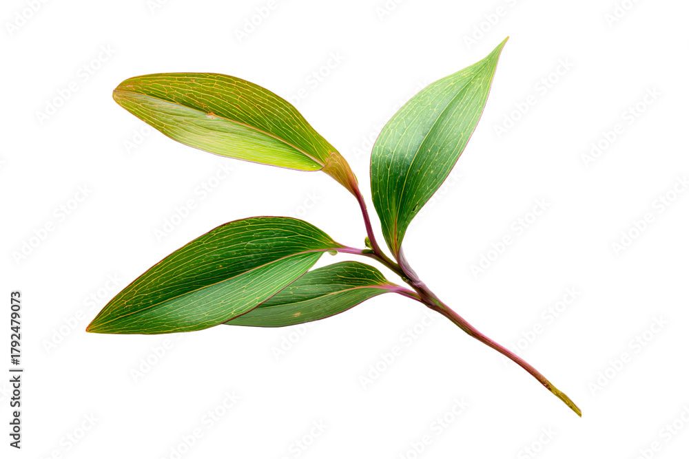 Obraz premium a green leaf on a stem against a white background