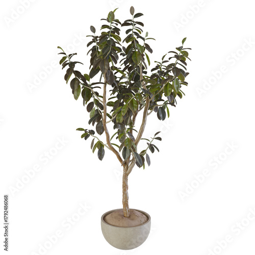 bonsai tree on white background