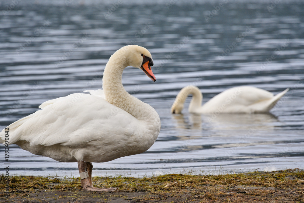 Fototapeta premium 湖の白鳥