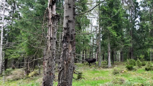 Wallpaper Mural Moose Walking Through a Forest in Sweden Torontodigital.ca