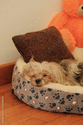 sleeping shih tzu