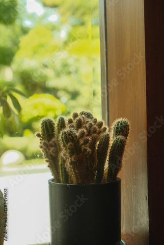 cactus in a pot