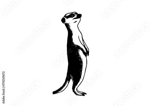 a black and white drawing of a meerkat standing on its hind legsanimal, black, drawing, illustration, meerkat, stand, tail, white 