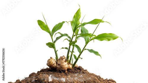 Ginger Plant Growing in Soil Against Transparent Background Sprouting Green Leaves and Root System in Close Up Detailed View