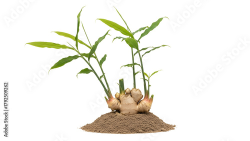 Ginger Rhizome with Green Shoots in Pile of Soil on Transparent Background