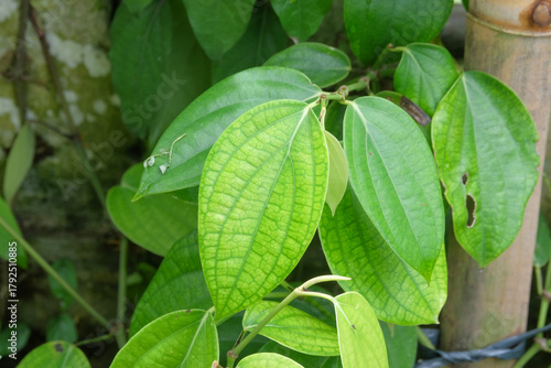 Close up of vibrant green pepper leaves. Concept of agriculture, ecology and environment. For graphic design, 3D rendering and banners