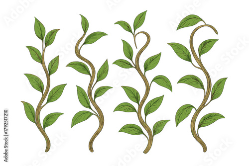 Stylized climbing vines with lush green leaves and winding brown stems isolated on white background