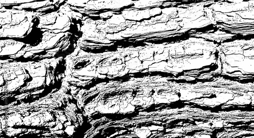 Detailed Close-Up of Tree Bark Texture and Patterns.
