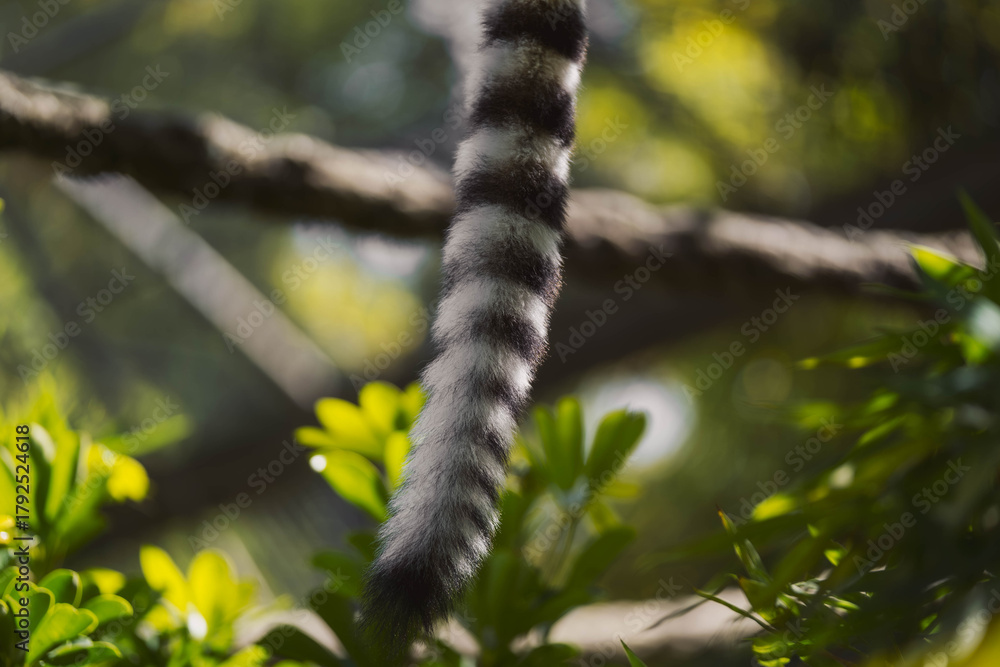 Naklejka premium ring-tailed lemur