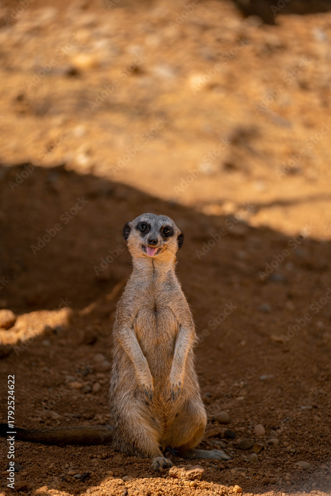 Fototapeta premium meerkat on the lookout