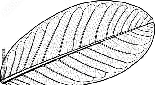 Detailed illustration of a single leaf with prominent veins.