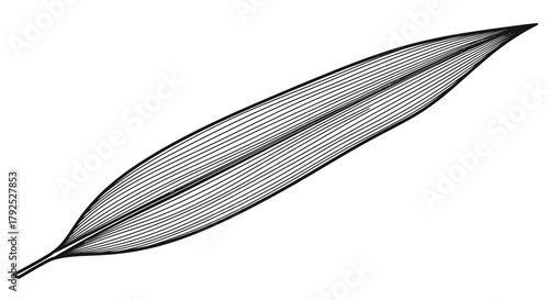 Detailed Line Art of a Willow Leaf with Prominent Veins.