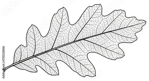 Detailed Line Drawing of an Oak Leaf with Prominent Veins.
