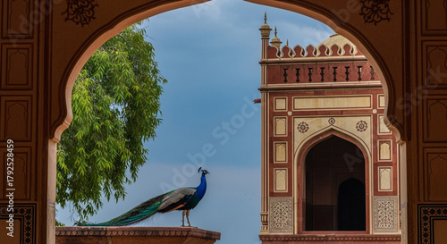 A majestic peacock stands proudly on a ledge, framed by an ornate archway, with a historic building and lush green tree against a vibrant blue sky