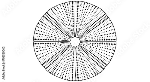 Detailed illustration of a sea urchin skeleton top view showcasing its intricate radial symmetry and porous structure.