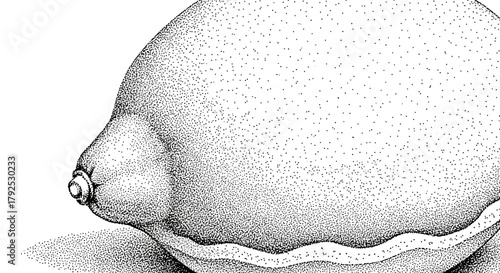 Hand drawn lemon fruit illustration in a vintage stippling style.