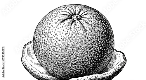 Monochrome Orange with Peel Vintage Botanical Illustration.