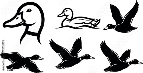 Duck silhouette collection in various flying and swimming poses simple black vector set