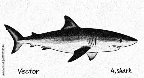 Detailed illustration of a powerful ocean predator shark.