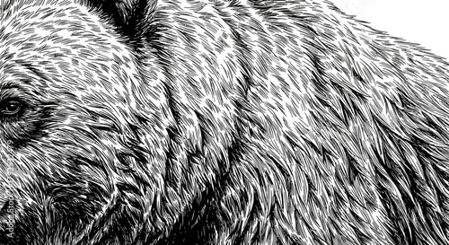 Detailed Fur Texture of a Bear in Black and White.